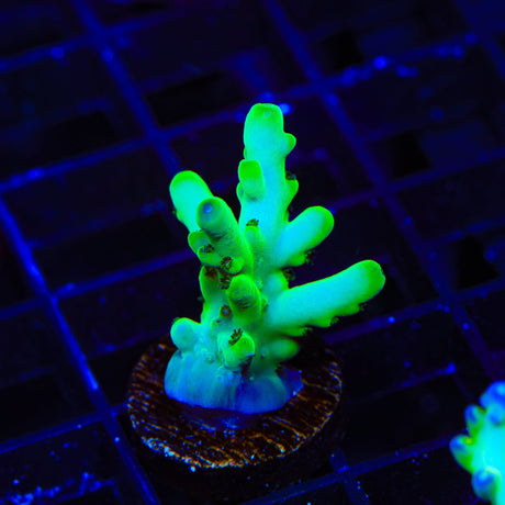 TSA Holy Diver Acropora Coral