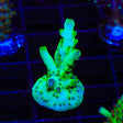 TSA Holy Diver Acropora Coral
