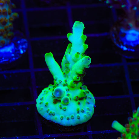 TSA Holy Diver Acropora Coral