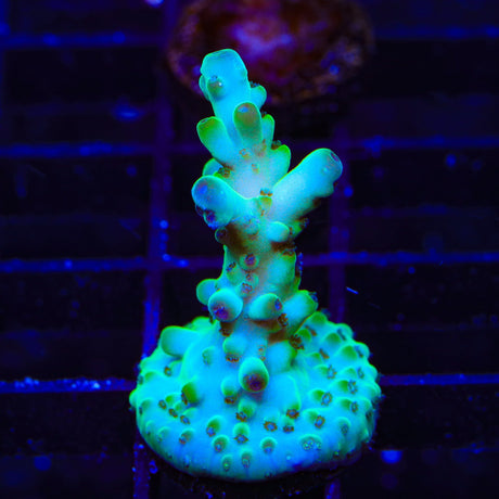 TSA Holy Diver Acropora Coral