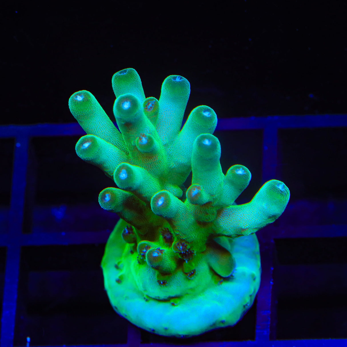 TSA Holy Diver Acropora Coral