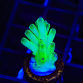 TSA Holy Diver Acropora Coral