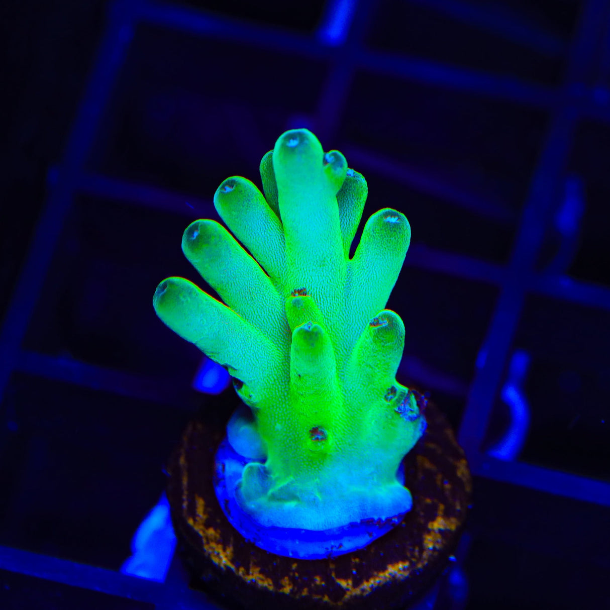 TSA Holy Diver Acropora Coral