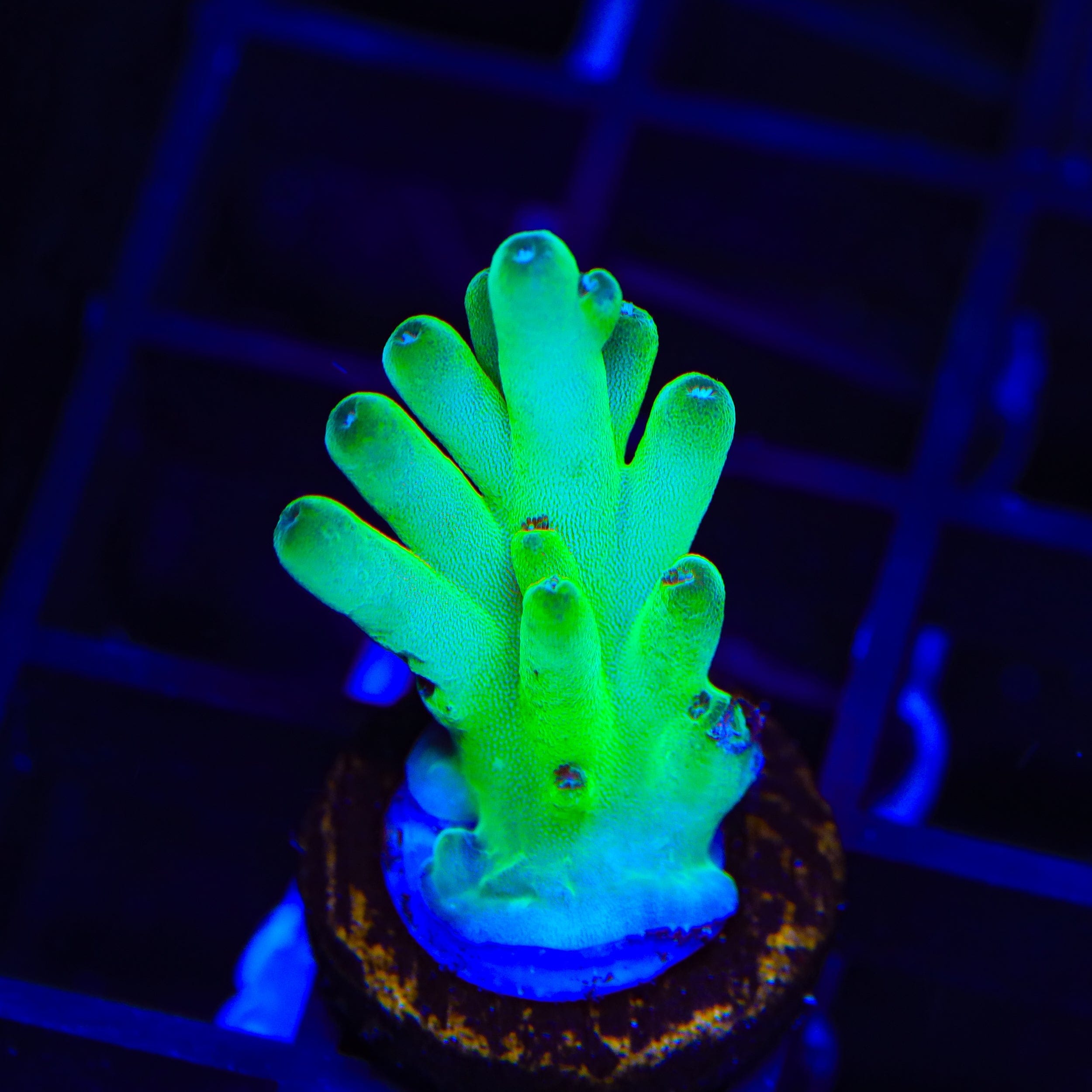 TSA Holy Diver Acropora Coral