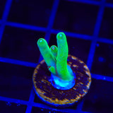 TSA Holy Diver Acropora Coral