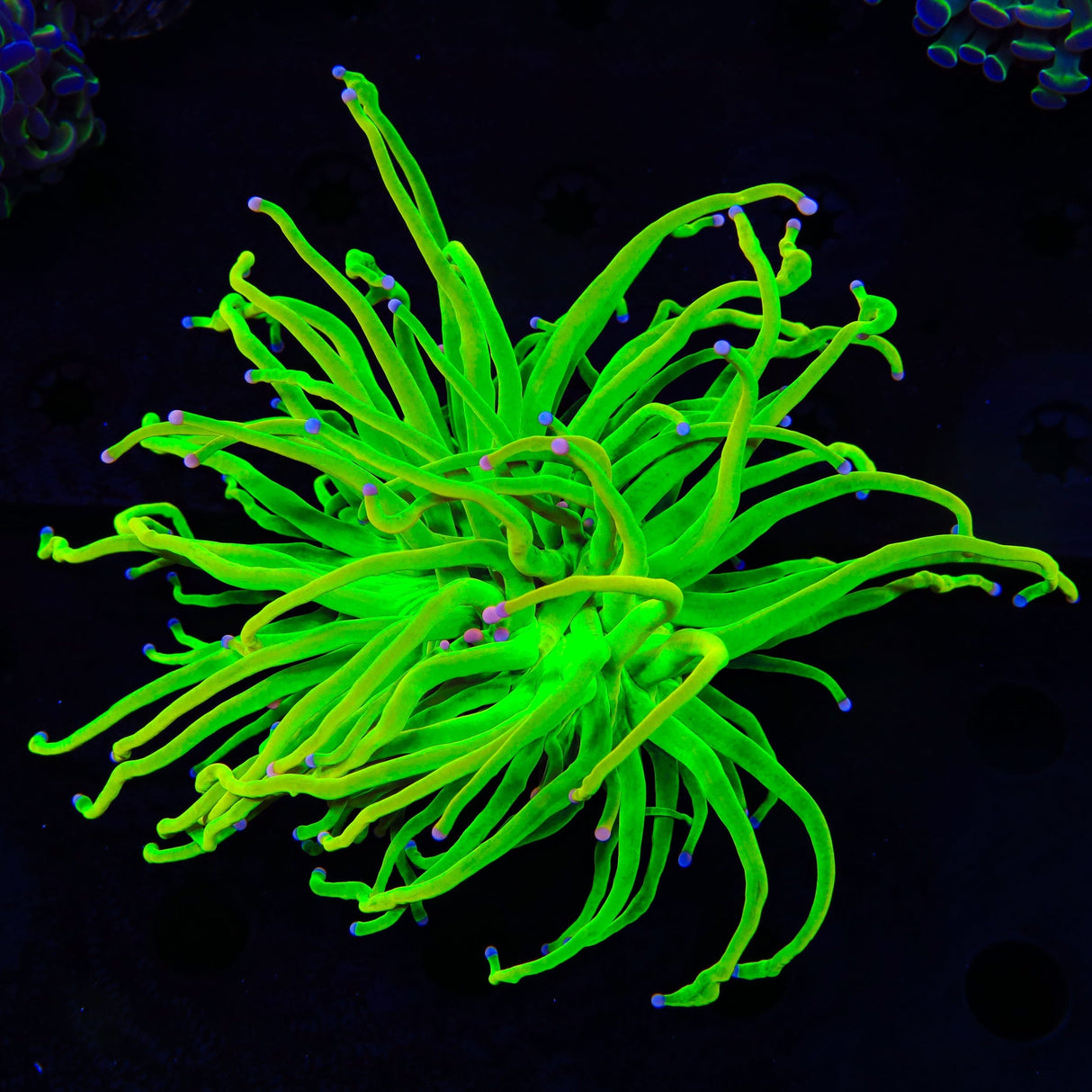 TSA Holy Grail Cotton Candy Torch Coral