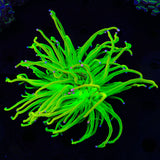 TSA Holy Grail Cotton Candy Torch Coral