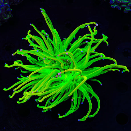 TSA Holy Grail Cotton Candy Torch Coral