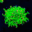 TSA Holy Grail Cotton Candy Torch Coral