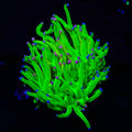 TSA Holy Grail Cotton Candy Torch Coral