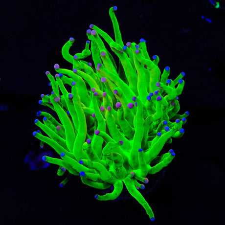 TSA Holy Grail Cotton Candy Torch Coral