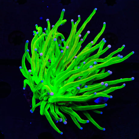 TSA Holy Grail Cotton Candy Torch Coral