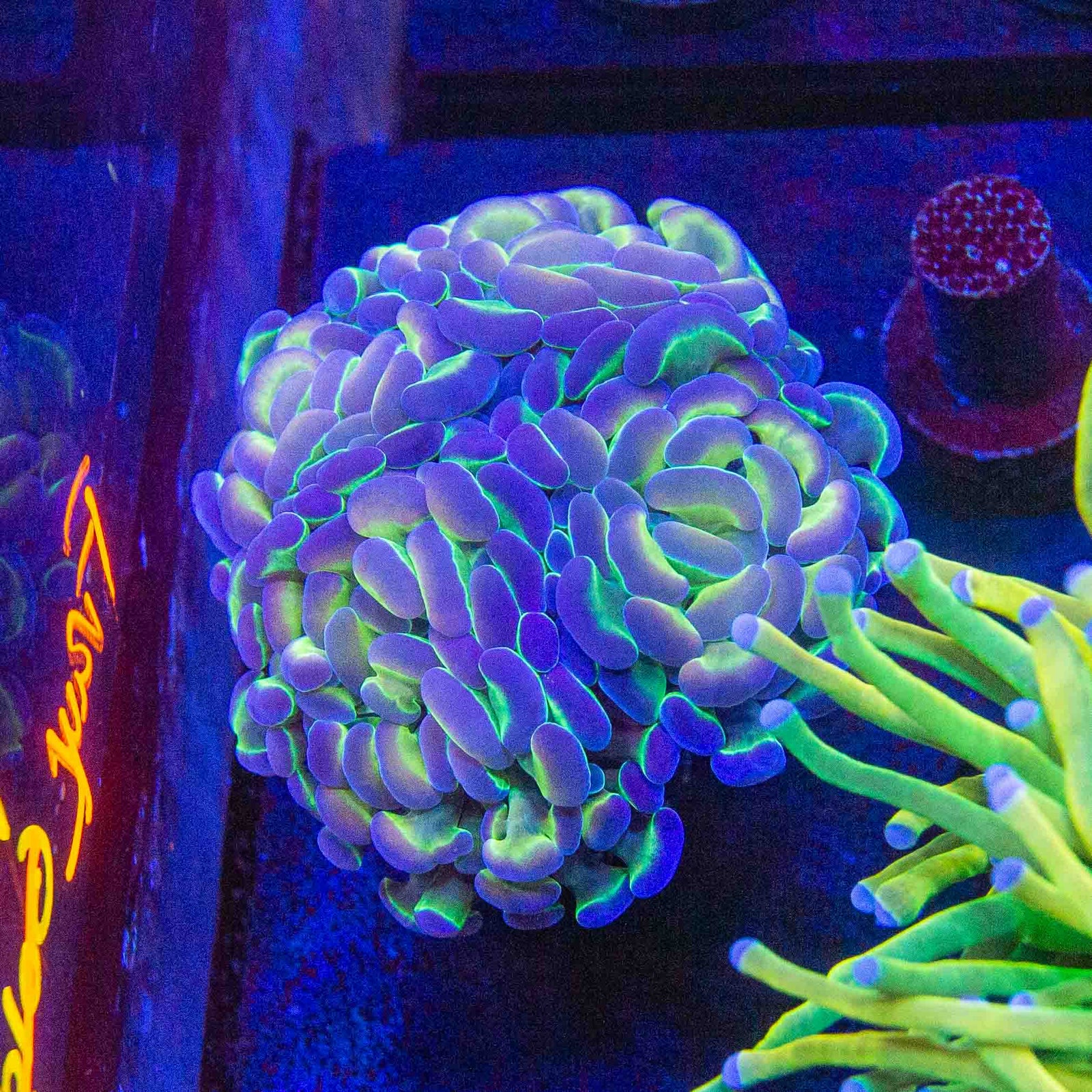 TSA Holy Grail Hammer Coral