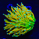 TSA Holy Grail Torch Coral