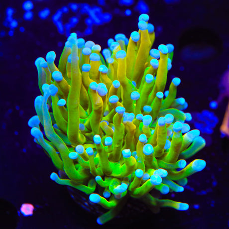 TSA Holy Grail Torch Coral