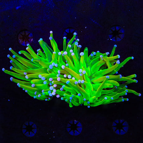 TSA Holy Grail Torch Coral