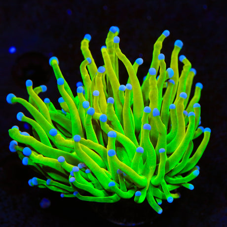 TSA Holy Grail Torch Coral