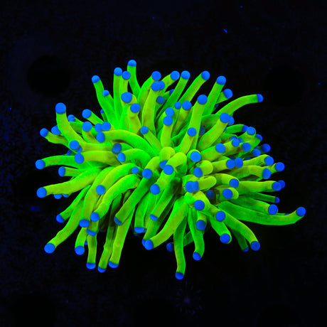 TSA Holy Grail Torch Coral