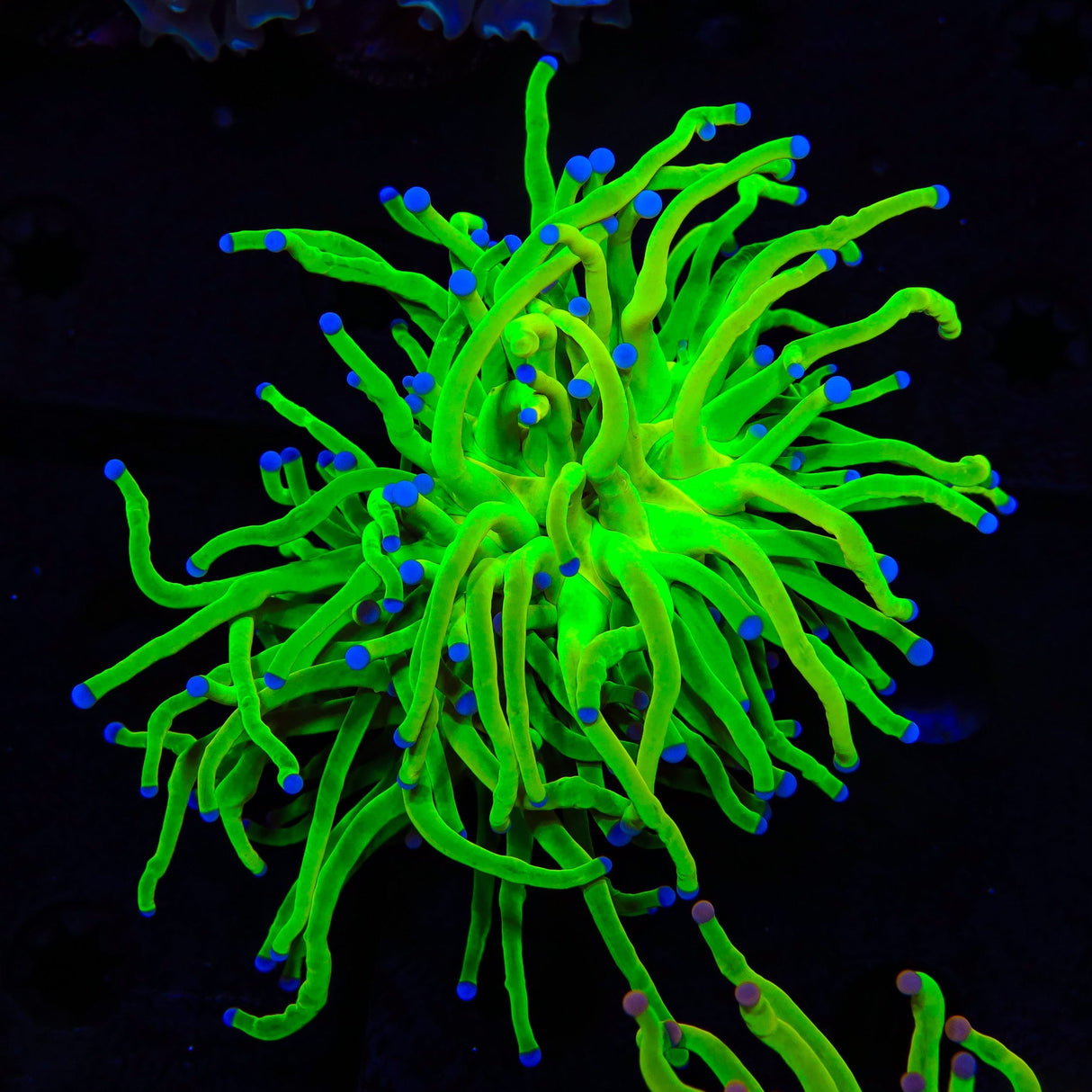 TSA Holy Grail Torch Coral