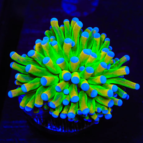 TSA Holy Grail Torch Coral