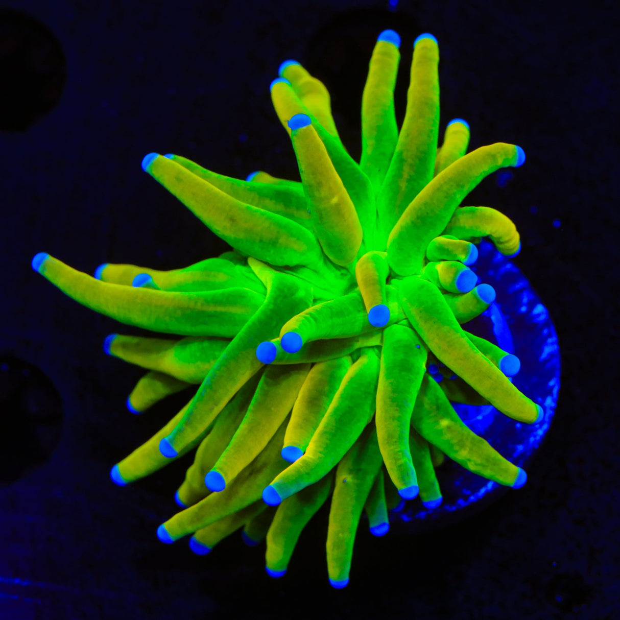 TSA Holy Grail Torch Coral