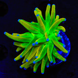 TSA Holy Grail Torch Coral