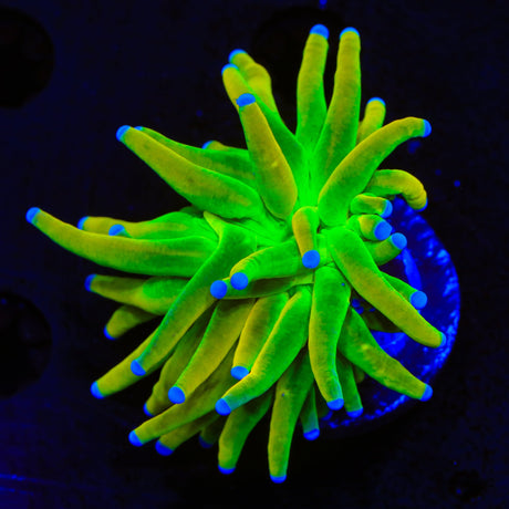 TSA Holy Grail Torch Coral