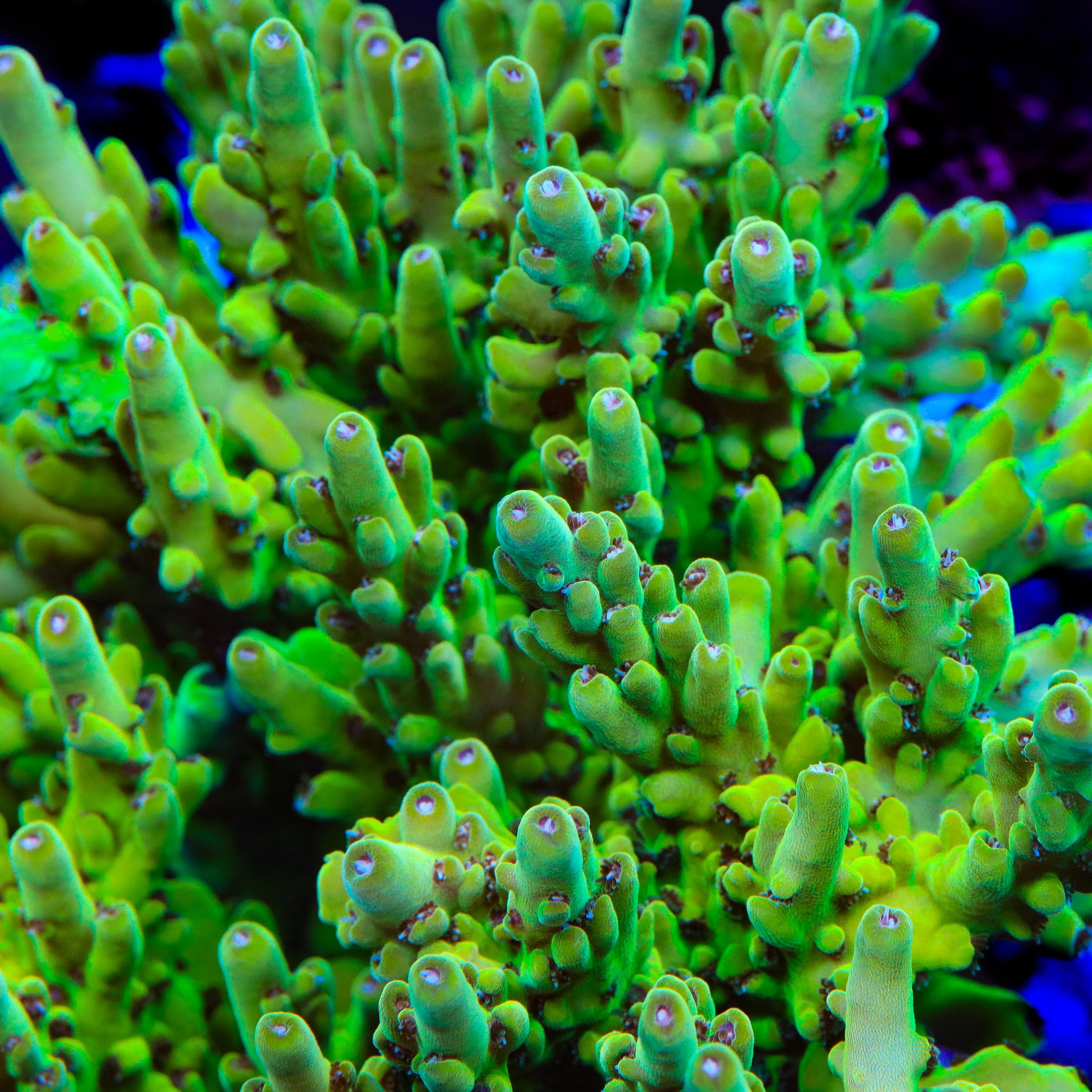 TSA Honeysuckle Acropora Coral – Top Shelf Aquatics