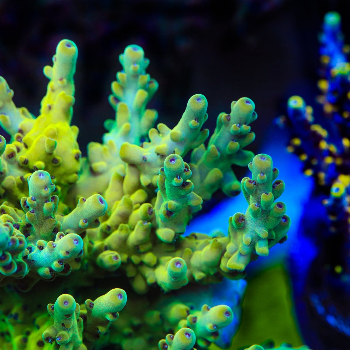 TSA Honeysuckle Acropora Coral