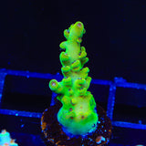 TSA Honeysuckle Acropora Coral