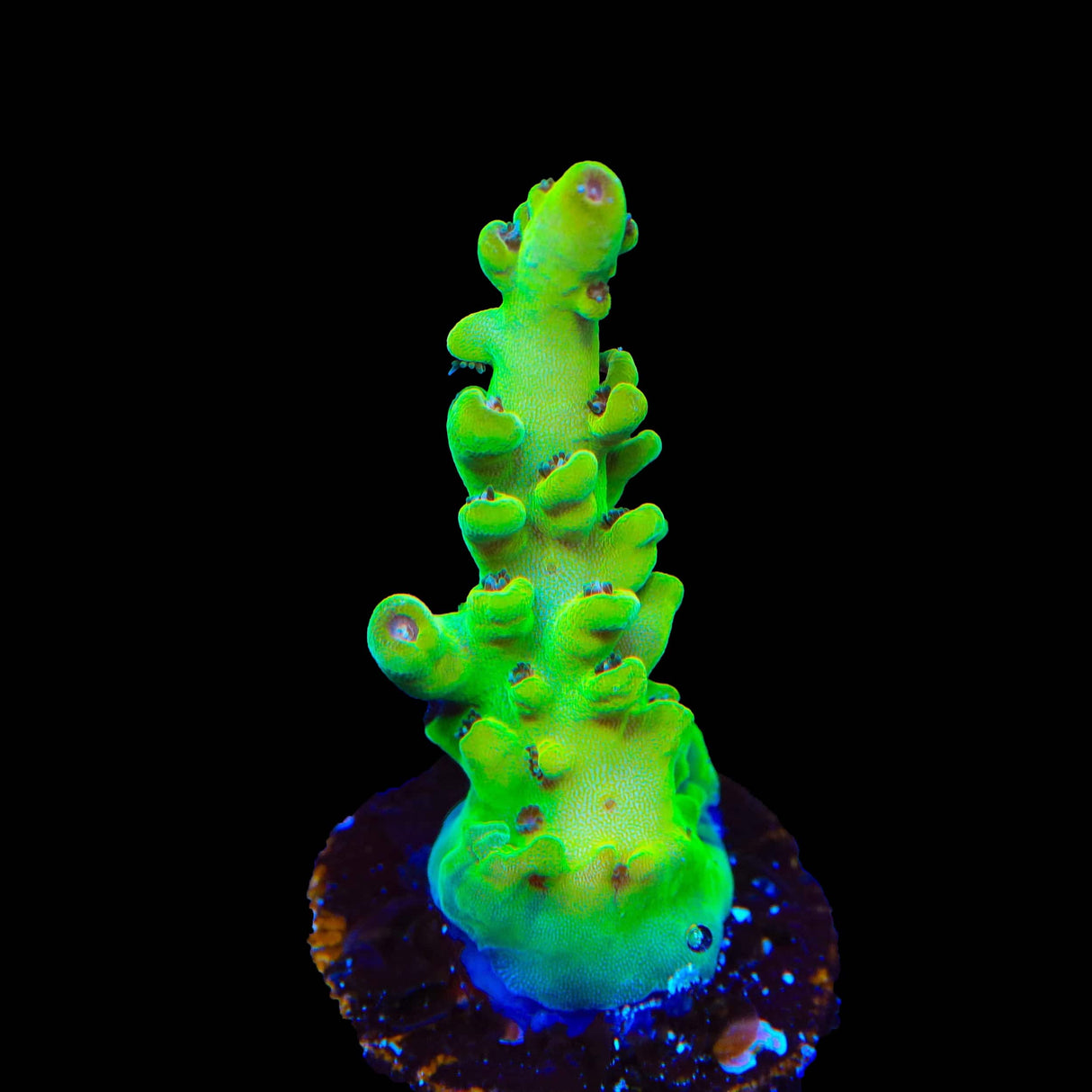 TSA Honeysuckle Acropora Coral
