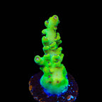 TSA Honeysuckle Acropora Coral