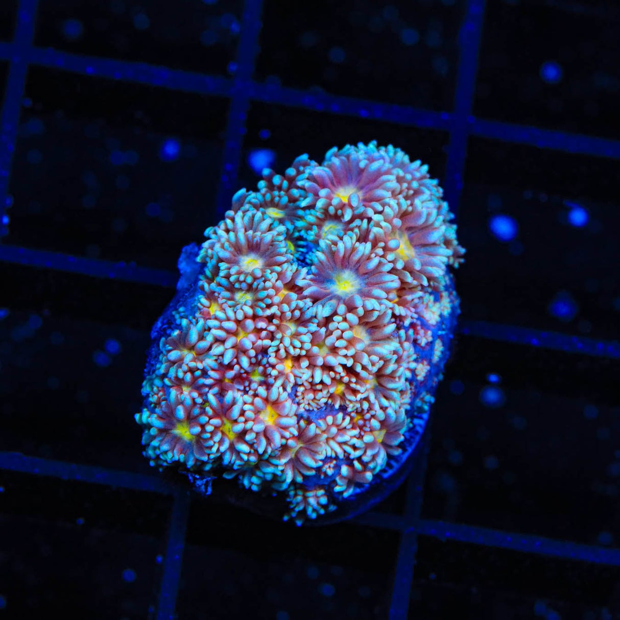TSA Hot Ember Goniopora Coral