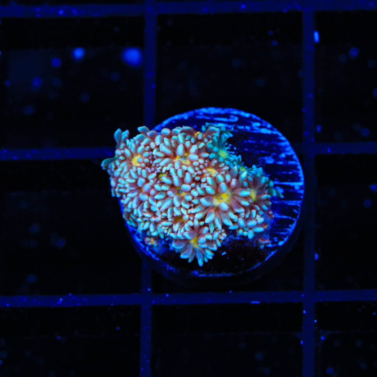 TSA Hot Ember Goniopora Coral