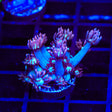 TSA Hot Flash Goniopora Coral