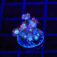 TSA Hot Flash Goniopora Coral