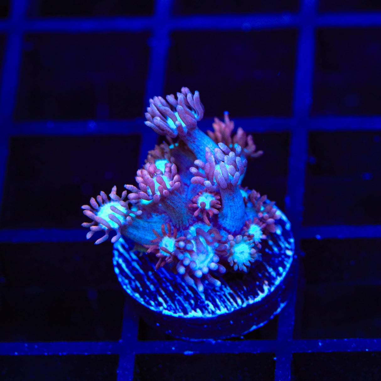 TSA Hot Flash Goniopora Coral
