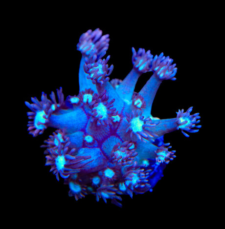 TSA Hot Flash Goniopora Coral