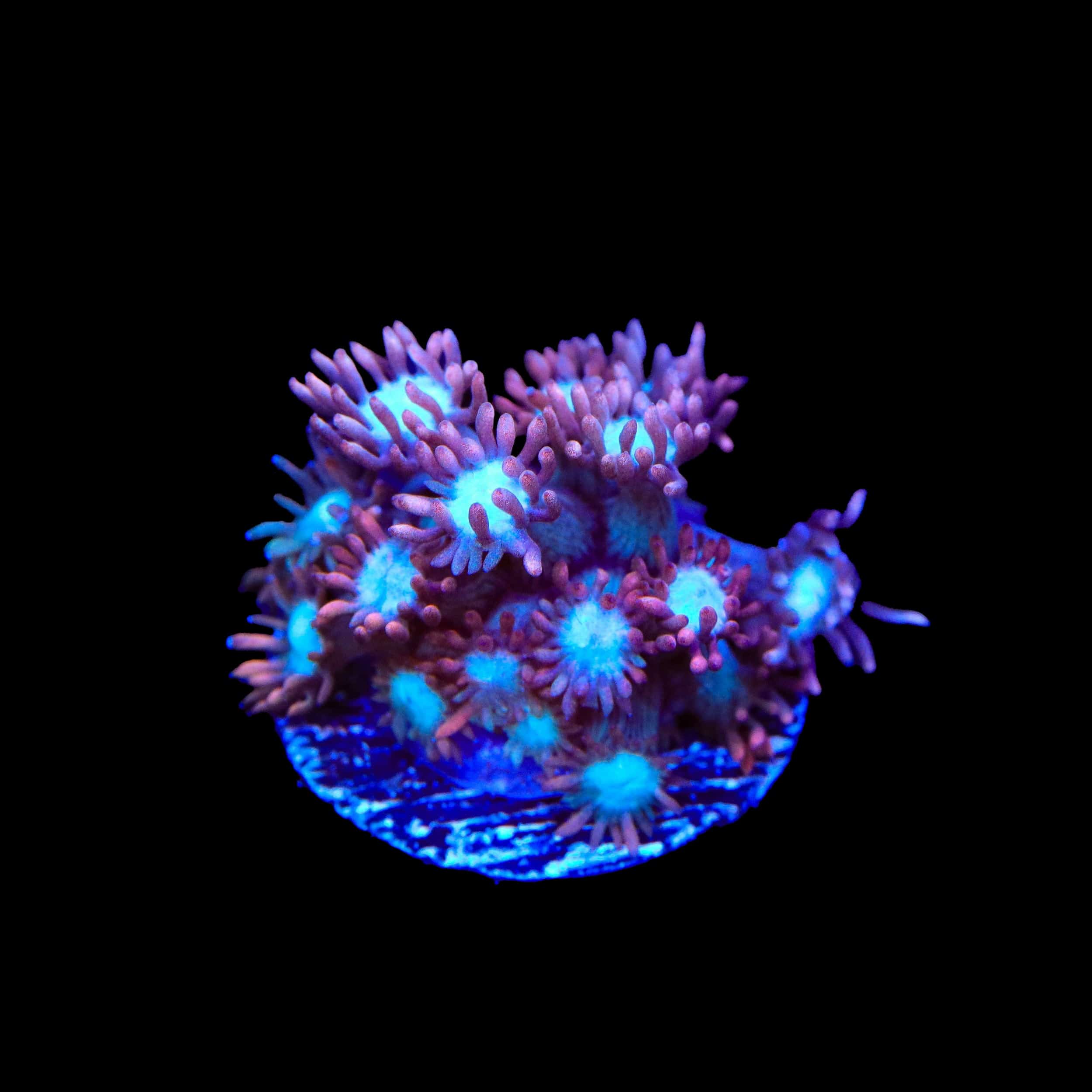TSA Hot Flash Goniopora Coral – Top Shelf Aquatics