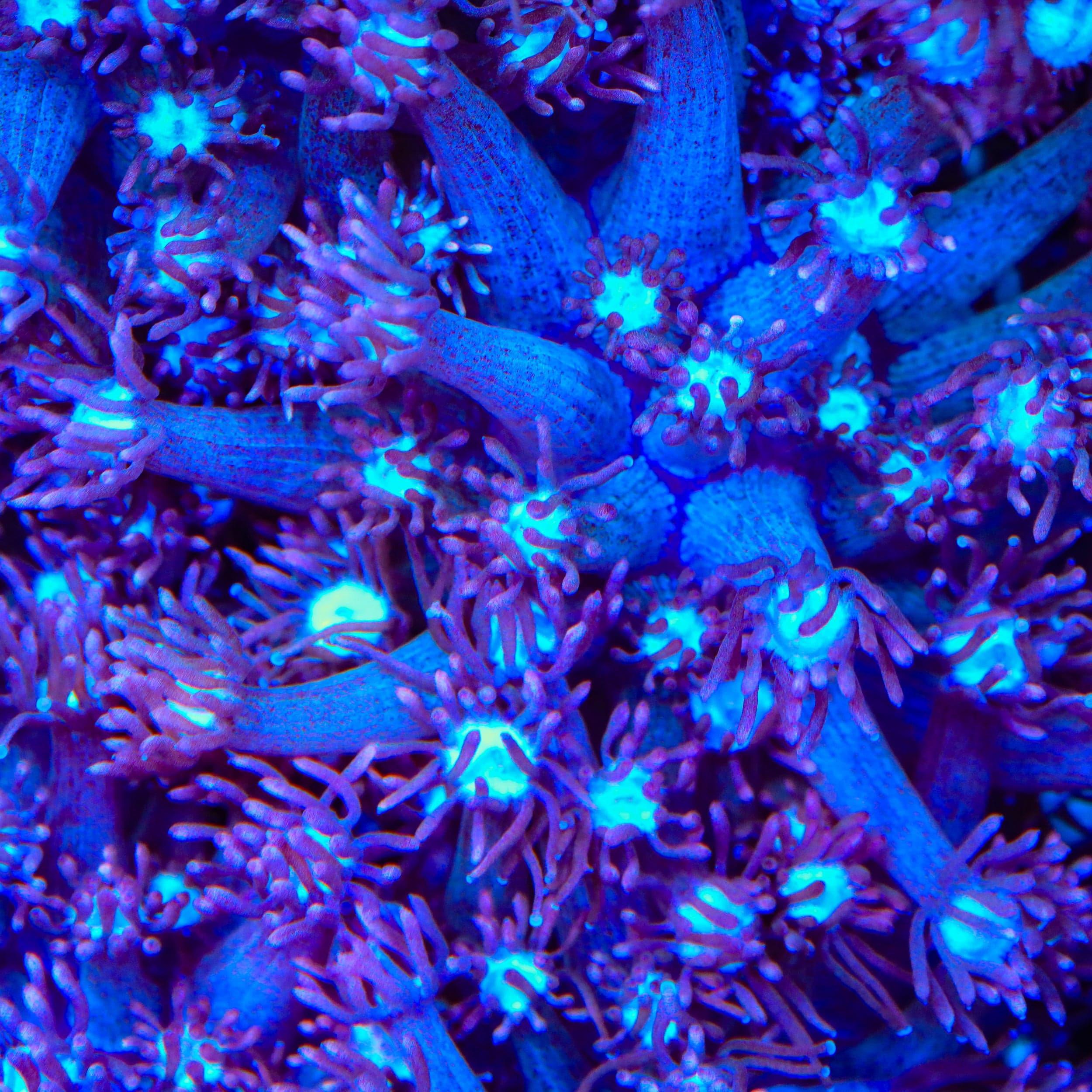 TSA Hot Flash Goniopora Coral – Top Shelf Aquatics
