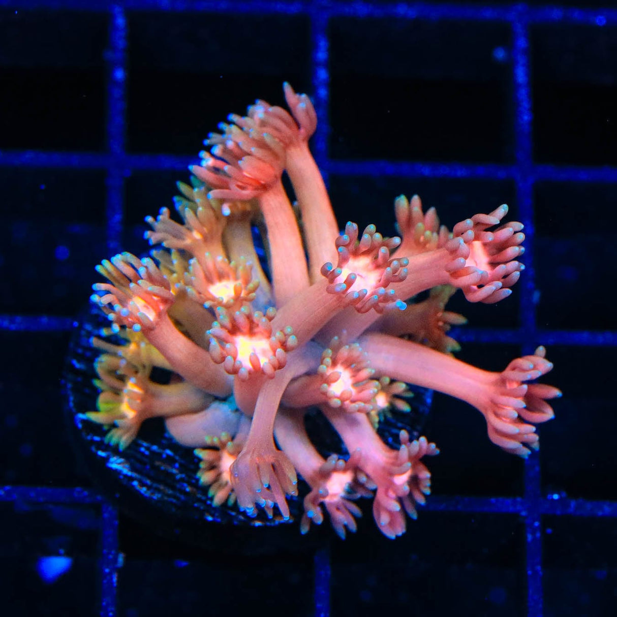 TSA Hot Lava Goniopora Coral