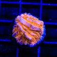 TSA Hot Pepper Aquacultured Plate Coral