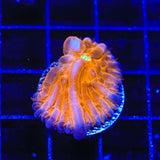 TSA Hot Pepper Aquacultured Plate Coral