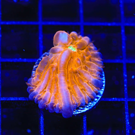 TSA Hot Pepper Aquacultured Plate Coral