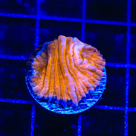 TSA Hot Pepper Aquacultured Plate Coral