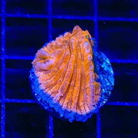 TSA Hot Pepper Aquacultured Plate Coral