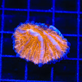 TSA Hot Pepper Aquacultured Plate Coral