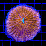 TSA Hot Pepper Aquacultured Plate Coral