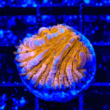 TSA Hot Pepper Aquacultured Plate Coral