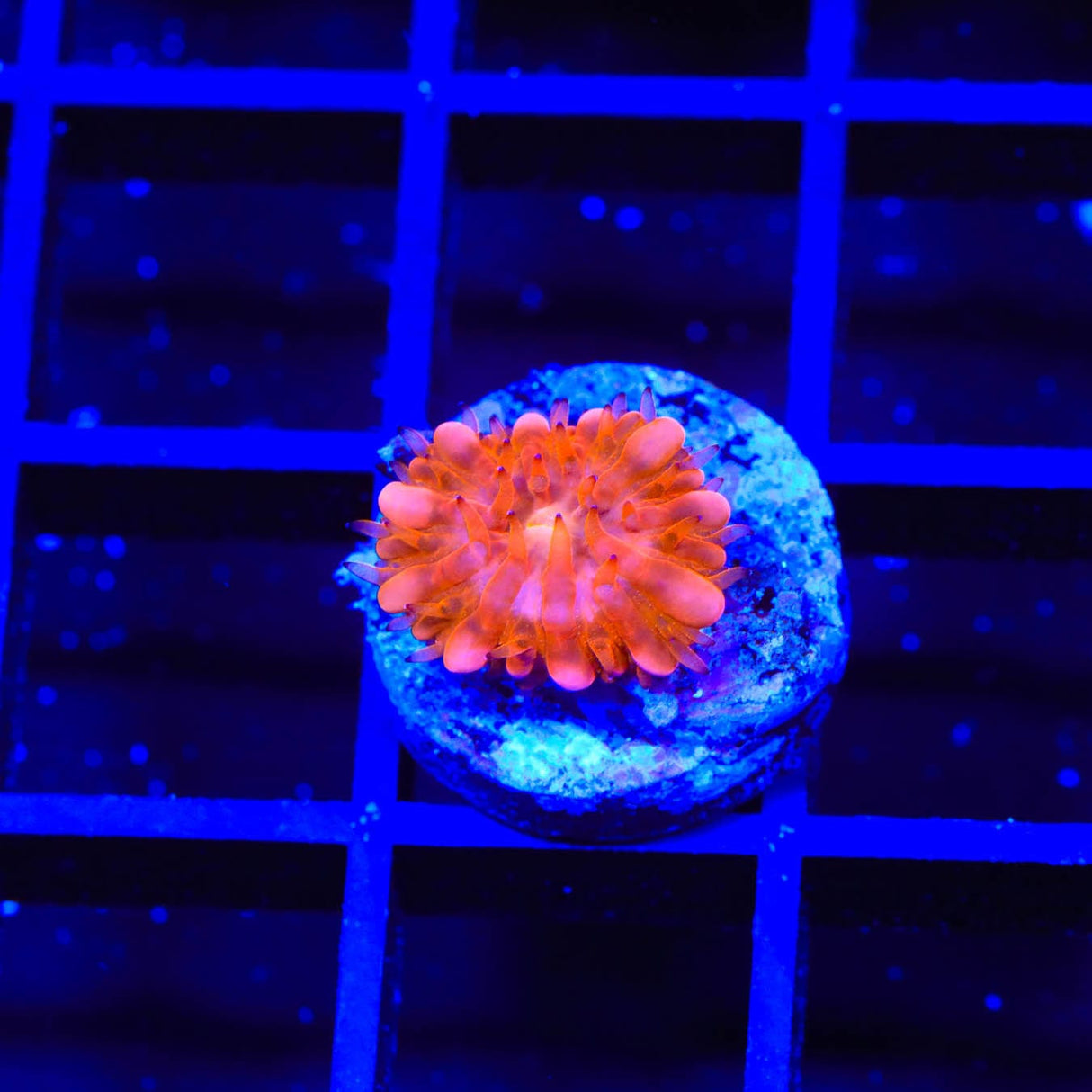 TSA Hot Pepper Plate Coral